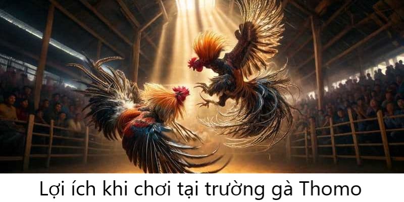 Lợi ích khi cá cược tại trường gà Thomo WW88